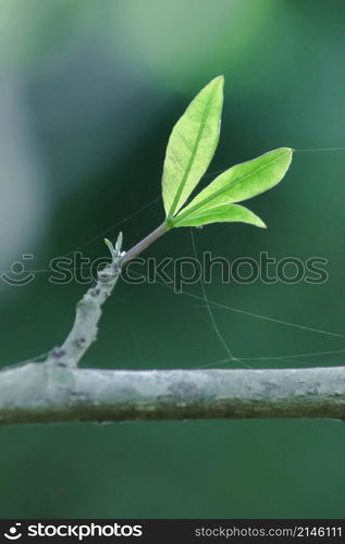 The trees in the summer will drop their leaves. to keep the plant from dying and starting new leaves When receiving water, the leaves begin to bloom more beautiful than before.