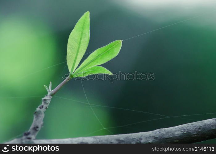 The trees in the summer will drop their leaves. to keep the plant from dying and starting new leaves When receiving water, the leaves begin to bloom more beautiful than before.