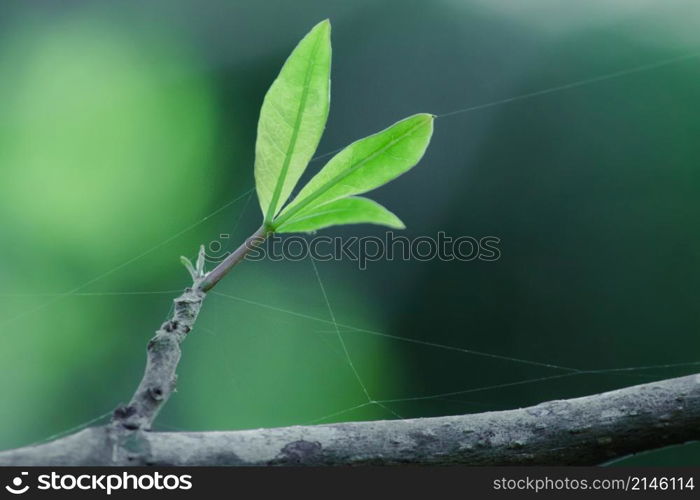 The trees in the summer will drop their leaves. to keep the plant from dying and starting new leaves When receiving water, the leaves begin to bloom more beautiful than before.