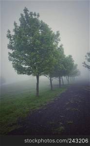 the trees with fog