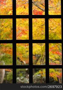The trellis window and autum leaf