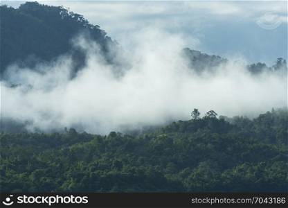 the tropical forest landscape in Thailand, morning time