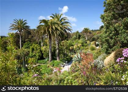 The tropical gardens on Tresco, Isles of Scilly, Cornwall, England.