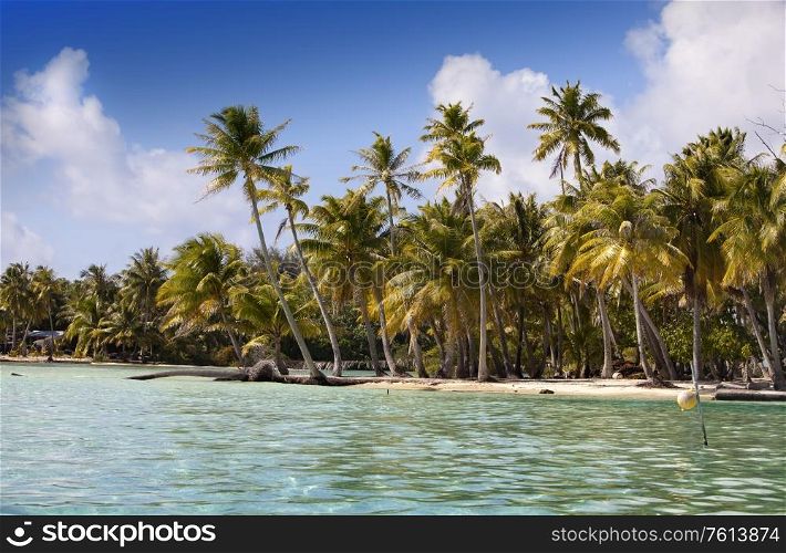 The tropical island with palm trees in the sea
