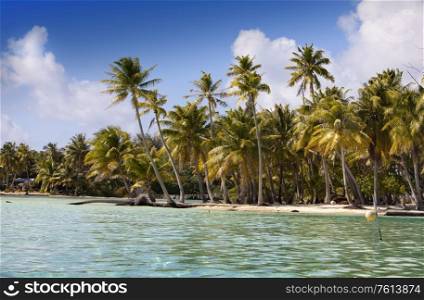 The tropical island with palm trees in the sea