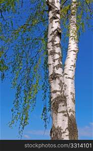 The trunk of a birch tree with bright green leaves against the background of a blue spring sky