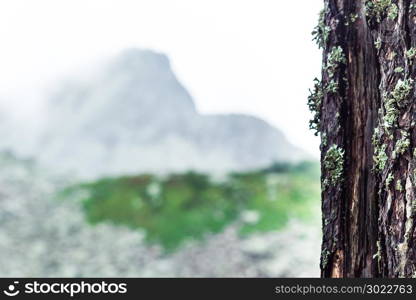 The trunk of a pine tree and bokeh for text. Copy space for text