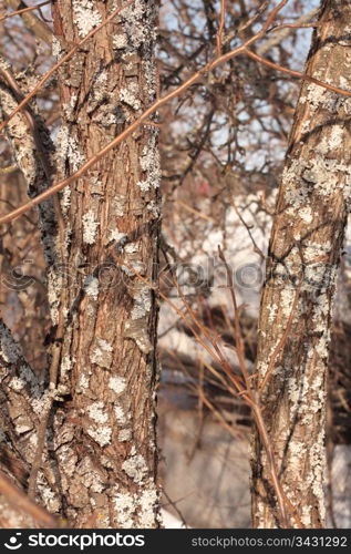 the trunk of a tree covered with fungus garden