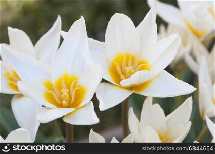 The tulip is a perennial, bulbous plant with showy flowers in the genus Tulipa, of which around 75 wild species are currently accepted[1] and which belongs to the family Liliaceae