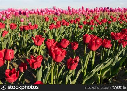 The Tulips are partially open to collect sunrays