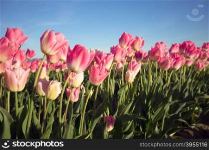 The Tulips are partially open to collect sunrays