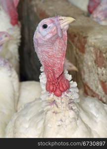 The turkey on a farm. A close up.