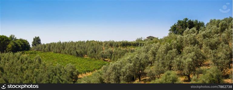 The Tuscan countryside with hills of olive trees and vines