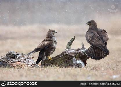 The two common buzzards (Buteo buteo) in the winter, one of them sitting sideways on a piece of an old tree trunk. Horizontal view.Poland, meadow near Narew river.
