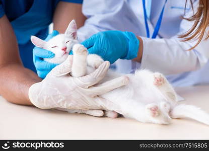 The two young vet doctors examining sick cat. Two young vet doctors examining sick cat