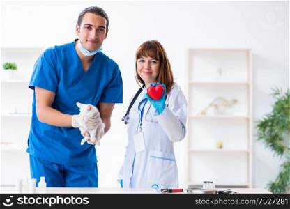 The two young vet doctors examining sick cat. Two young vet doctors examining sick cat