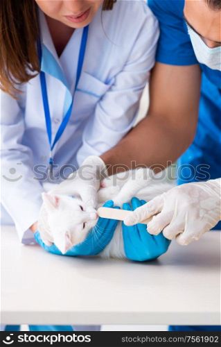 The two young vet doctors examining sick cat. Two young vet doctors examining sick cat