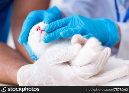 The two young vet doctors examining sick cat. Two young vet doctors examining sick cat