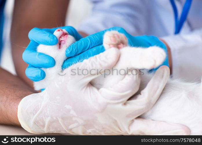 The two young vet doctors examining sick cat. Two young vet doctors examining sick cat