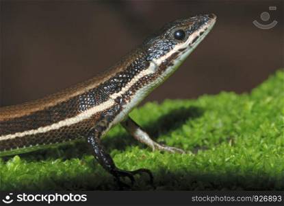The Tyrrhenian Wall Lizard (Podarcis tiliguerta) is a species of lizard in the Lacertidae family. Its natural habitats are temperate forests, temperate shrubland, Mediterranean-type shrubby vegetation, temperate grassland, rocky areas, sandy shores, ara