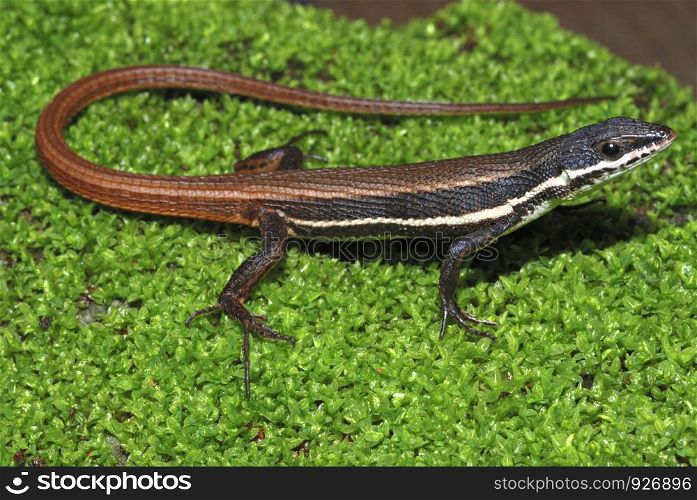 The Tyrrhenian Wall Lizard (Podarcis tiliguerta) is a species of lizard in the Lacertidae family. Its natural habitats are temperate forests, temperate shrubland, Mediterranean-type shrubby vegetation, temperate grassland, rocky areas, sandy shores,