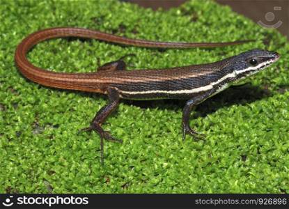 The Tyrrhenian Wall Lizard (Podarcis tiliguerta) is a species of lizard in the Lacertidae family. Its natural habitats are temperate forests, temperate shrubland, Mediterranean-type shrubby vegetation, temperate grassland, rocky areas, sandy shores,