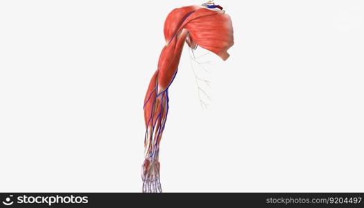 The upper limbs are symmetrical, appendicular structures that are attached to the thorax at the shoulder joint. 3D rendering. The upper limbs are symmetrical, appendicular structures that are attached to the thorax at the shoulder joint.