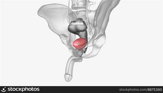 The urinary bladder is a muscular, pouch-like organ of the urinary system. 3D rendering. The urinary bladder is a muscular, pouch-like organ of the urinary system.
