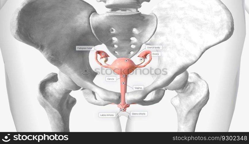 The Uterus, Ovaries and Vagina 3D rendering. The Uterus, Ovaries and Vagina