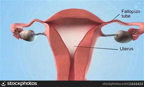 The vagina is a muscular, hollow tube that extends from the vaginal opening to the uterus. 3d illustration. A female’s internal reproductive organs are the vagina, uterus, fallopian tubes, and ovaries.