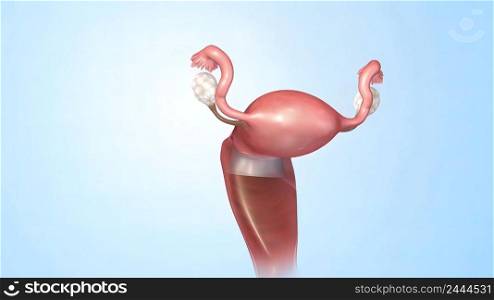 The vagina is a muscular, hollow tube that extends from the vaginal opening to the uterus. 3d illustration. A female’s internal reproductive organs are the vagina, uterus, fallopian tubes, and ovaries.