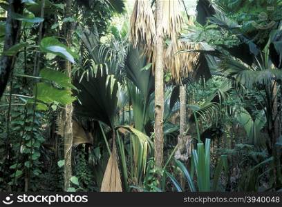 the Vallee de mai Natural park on the Island Praslin of the seychelles islands in the indian ocean. INDIAN OCEAN SEYCHELLES PRASLIN VALLEE DE MAI FOREST