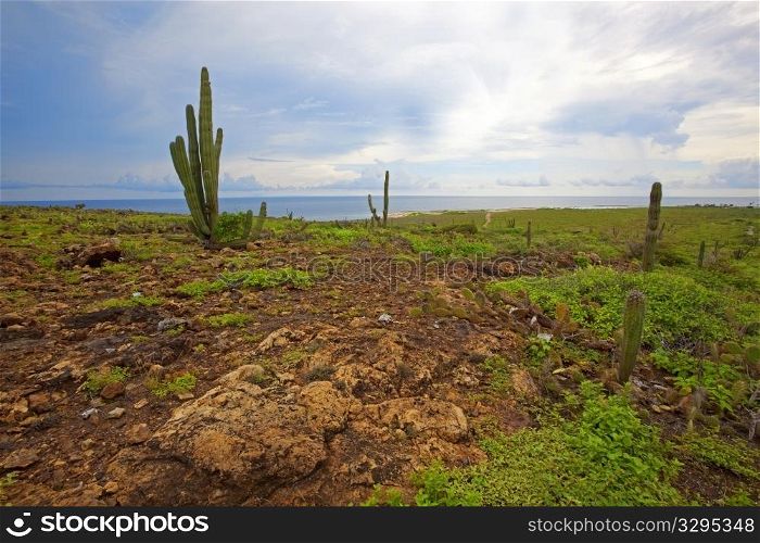 The vegetation on the Caribbean Island, Aruba