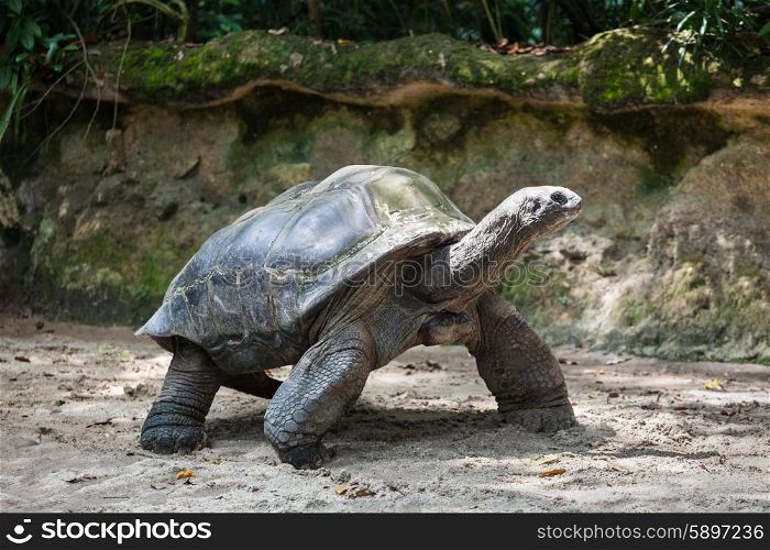 The very big turtle walking on the sand