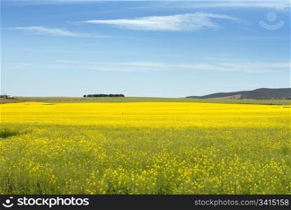 The very striking yellow flowers of the canola plant, growing in a paddock near Goulburn in New South Wales, Australia