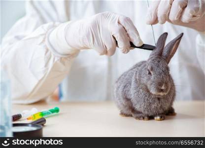 The vet doctor checking up rabbit in his clinic. Vet doctor checking up rabbit in his clinic