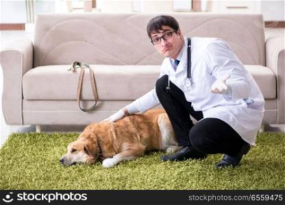 The vet doctor examining golden retriever dog at home visit. Vet doctor examining golden retriever dog at home visit