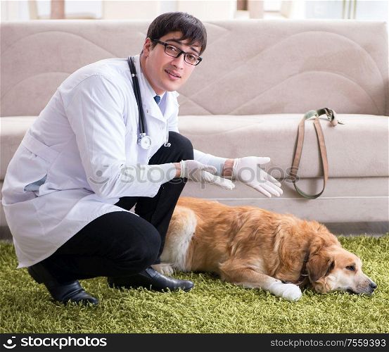 The vet doctor examining golden retriever dog at home visit. Vet doctor examining golden retriever dog at home visit