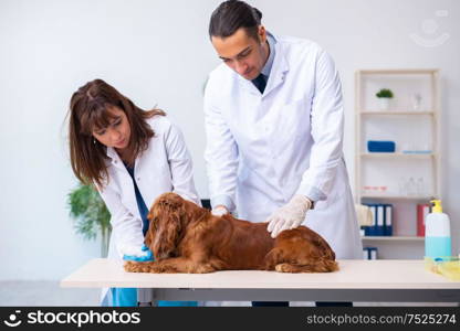 The vet doctor examining golden retriever dog in clinic. Vet doctor examining golden retriever dog in clinic