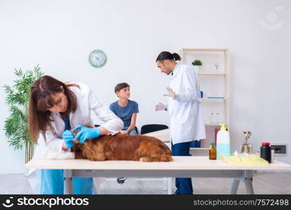 The vet doctor examining golden retriever dog in clinic. Vet doctor examining golden retriever dog in clinic