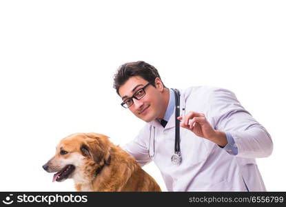 The vet doctor examining golden retriever dog isolated on white. Vet doctor examining golden retriever dog isolated on white