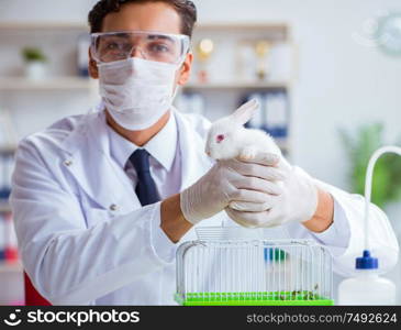 The vet doctor examining rabbit in pet hospital. Vet doctor examining rabbit in pet hospital