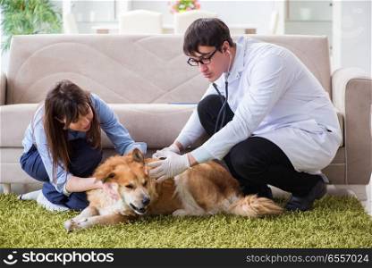 The vet doctor visiting golden retriever dog at home. Vet doctor visiting golden retriever dog at home