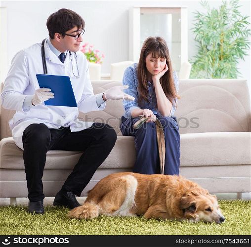 The vet doctor visiting golden retriever dog at home. Vet doctor visiting golden retriever dog at home