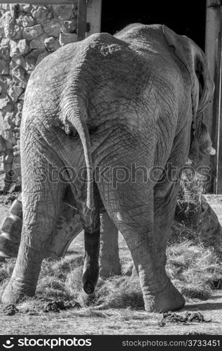 The view of the back of a big male elephant