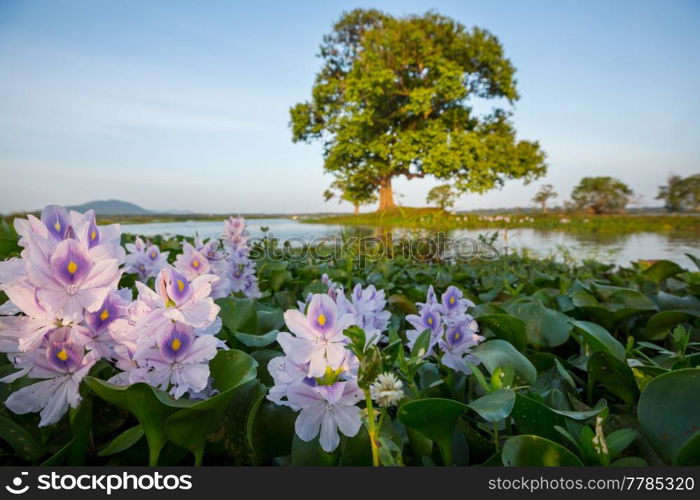 The view on the beautiful water flowers blooming in the tropical pond