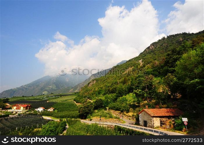 The Vineyard And Farm Houses At the Foot Of The Italian Alps