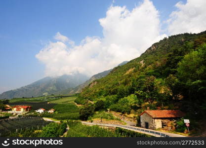 The Vineyard And Farm Houses At the Foot Of The Italian Alps