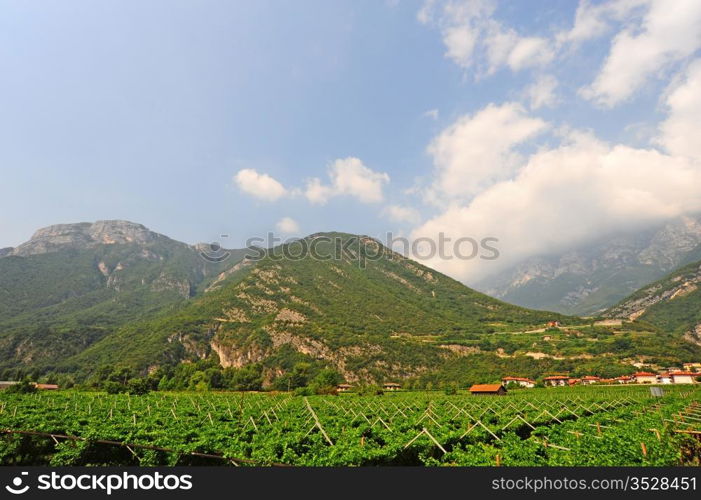 The Vineyard and Farm Houses At the Foot Of The Italian Alps