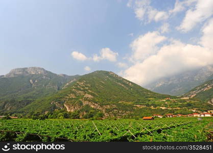 The Vineyard and Farm Houses At the Foot Of The Italian Alps